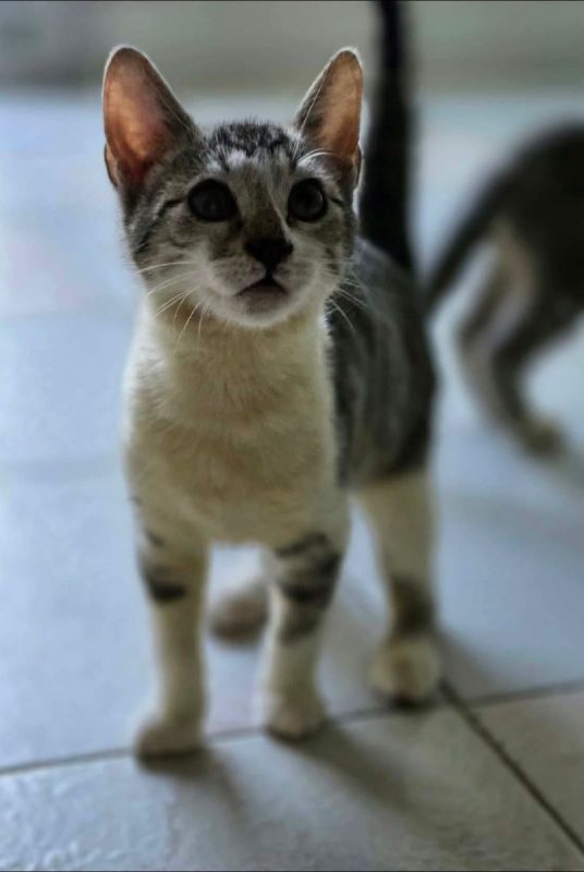 Max - Chat Européen à adopter