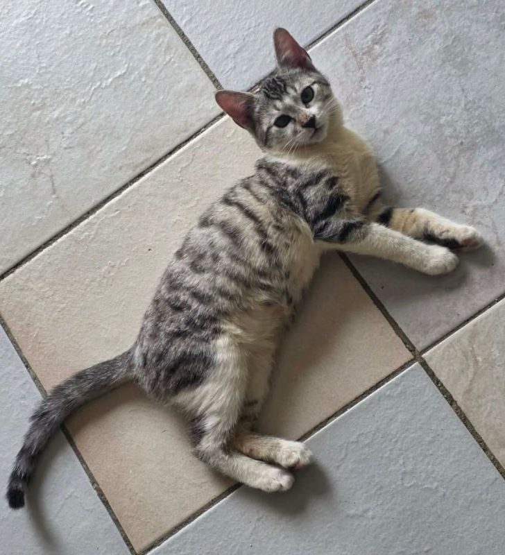 Max - Chat Européen à adopter - photo 2