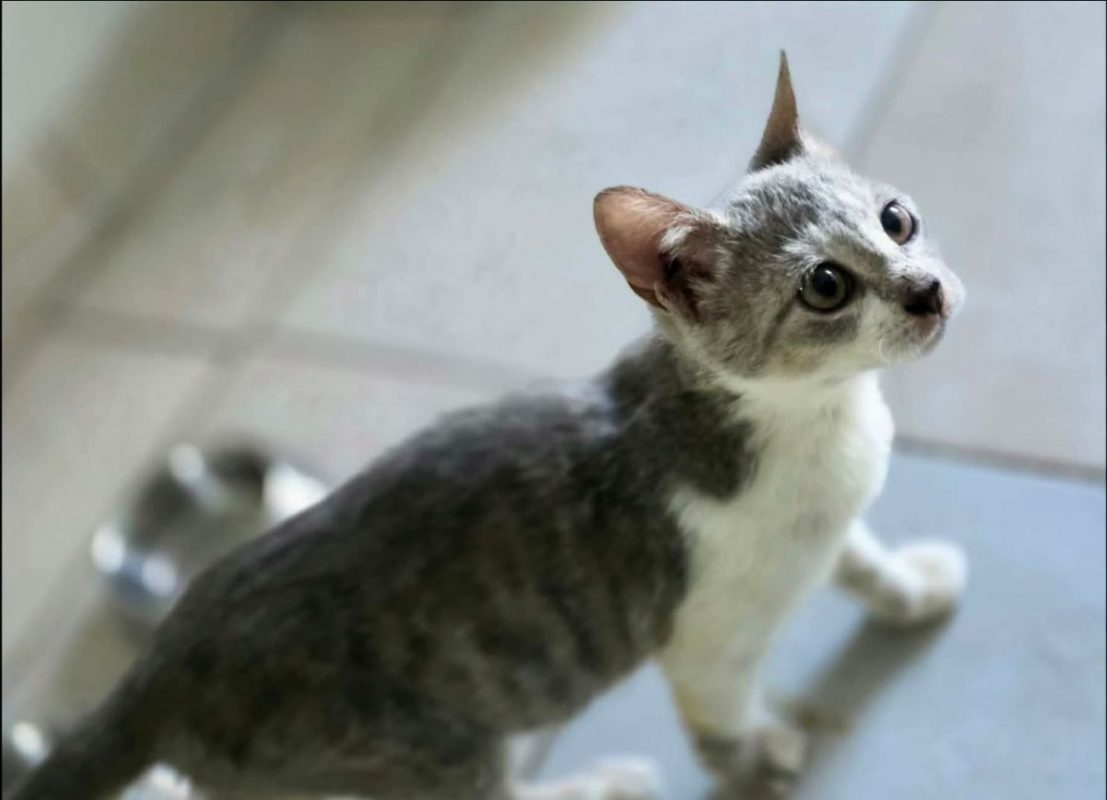 Twix - Chat Européen à adopter