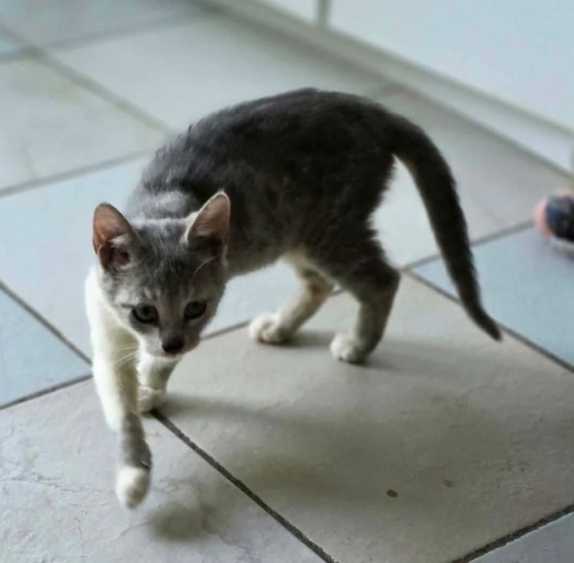 Twix - Chat Européen à adopter - photo 2