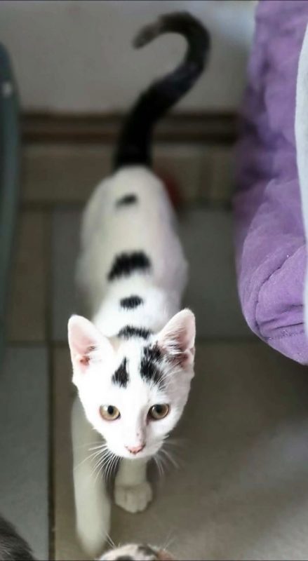 Bounty - Chat Européen à adopter - photo 3