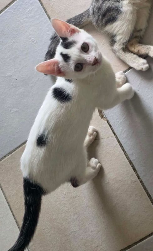 Bounty - Chat Européen à adopter - photo 2