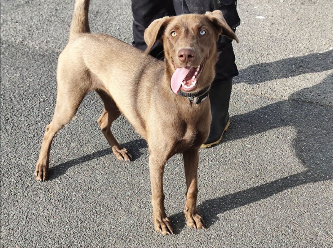 Alohaka - Chien Braque allemand à poil court à adopter