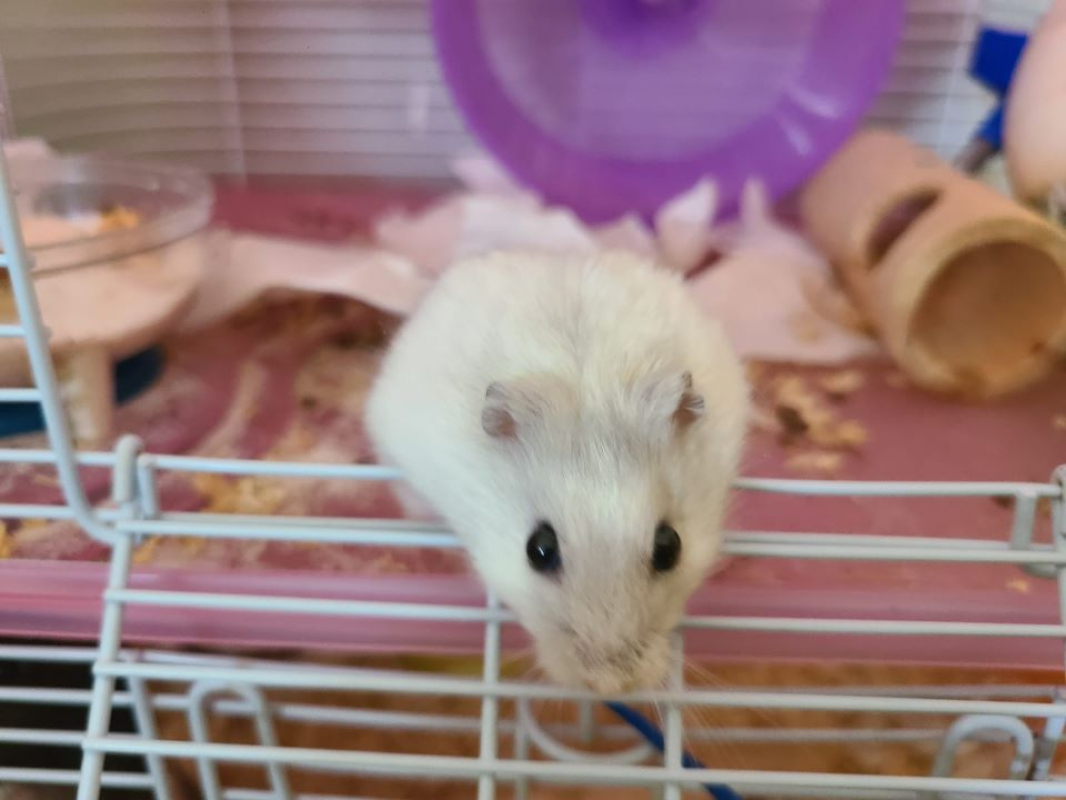 Photo #1 de Chouquette