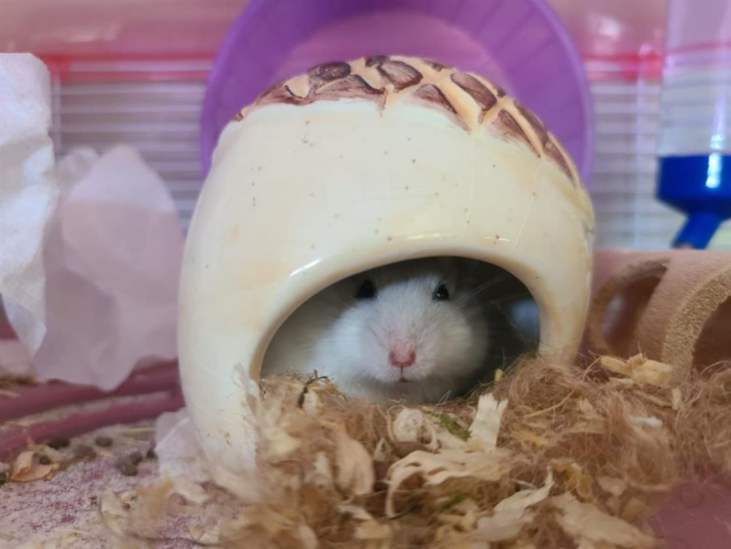 Photo #2 de Chouquette