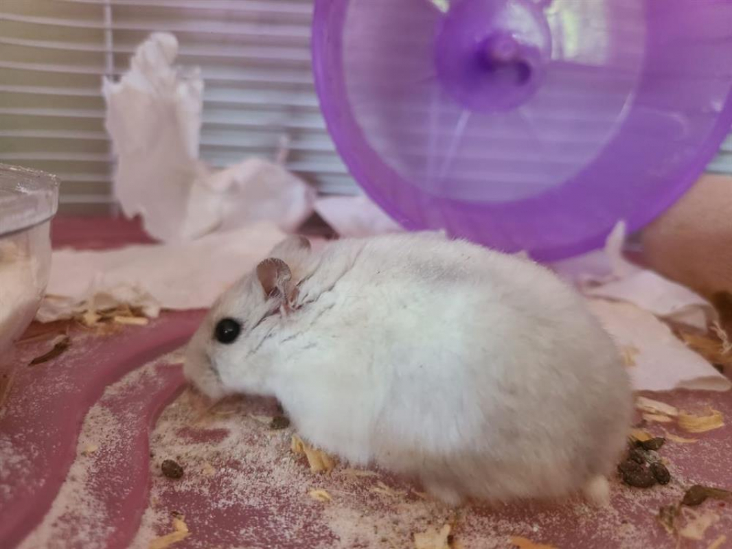 Photo #3 de Chouquette