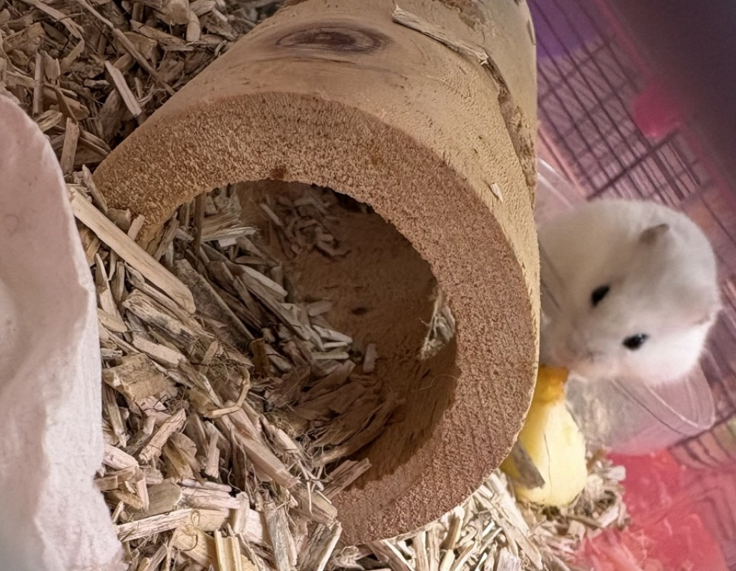 Photo #4 de Chouquette