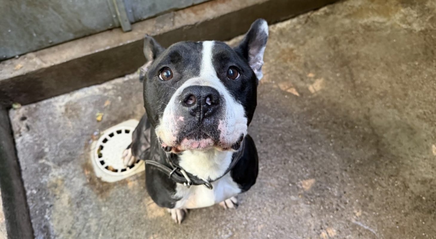 Byron - Chien Bouledogue Américain à adopter