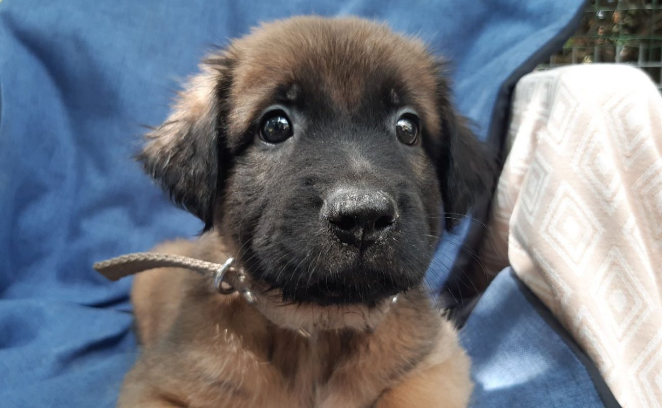 Verso - Chien Berger à adopter