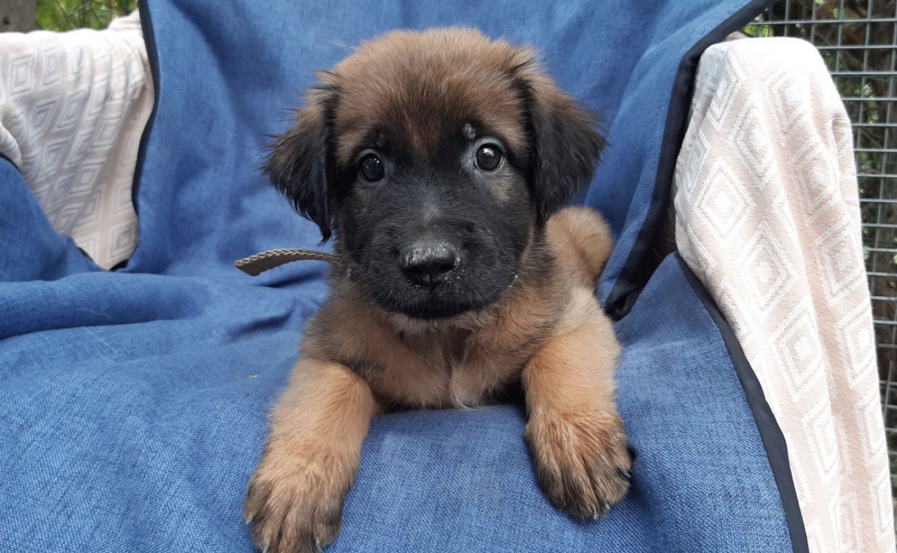 Verso - Chien Berger à adopter - photo 2