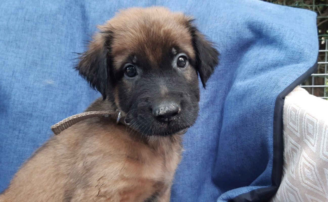 Verso - Chien Berger à adopter - photo 3