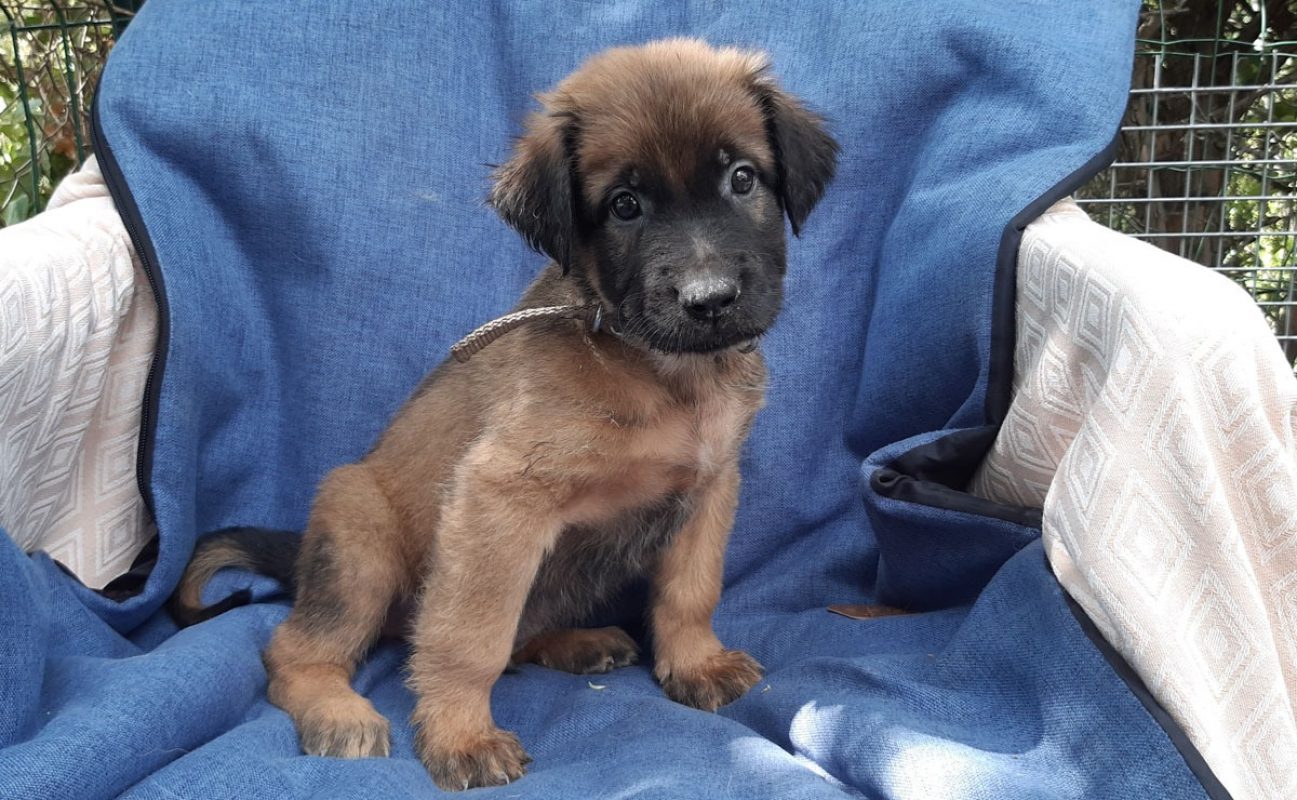Verso - Chien Berger à adopter - photo 4