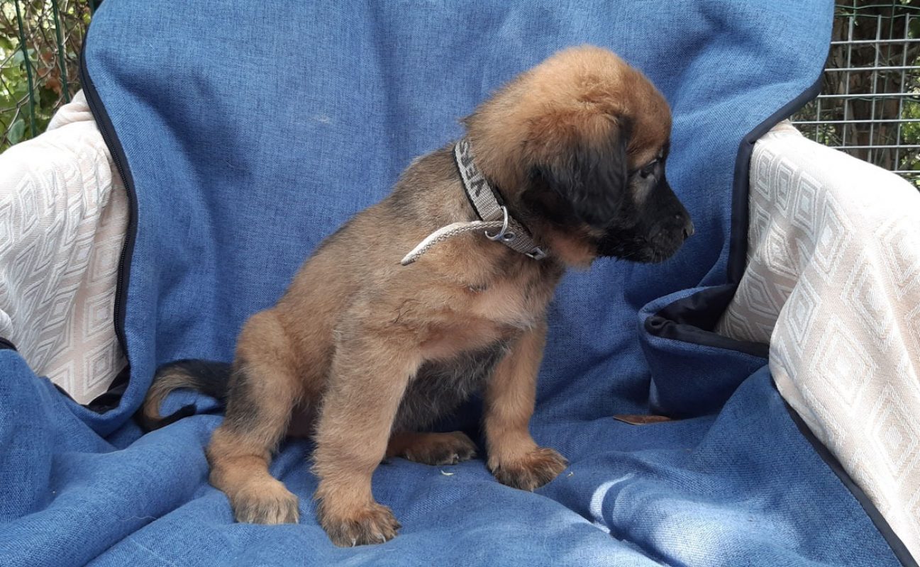 Verso - Chien Berger à adopter - photo 5