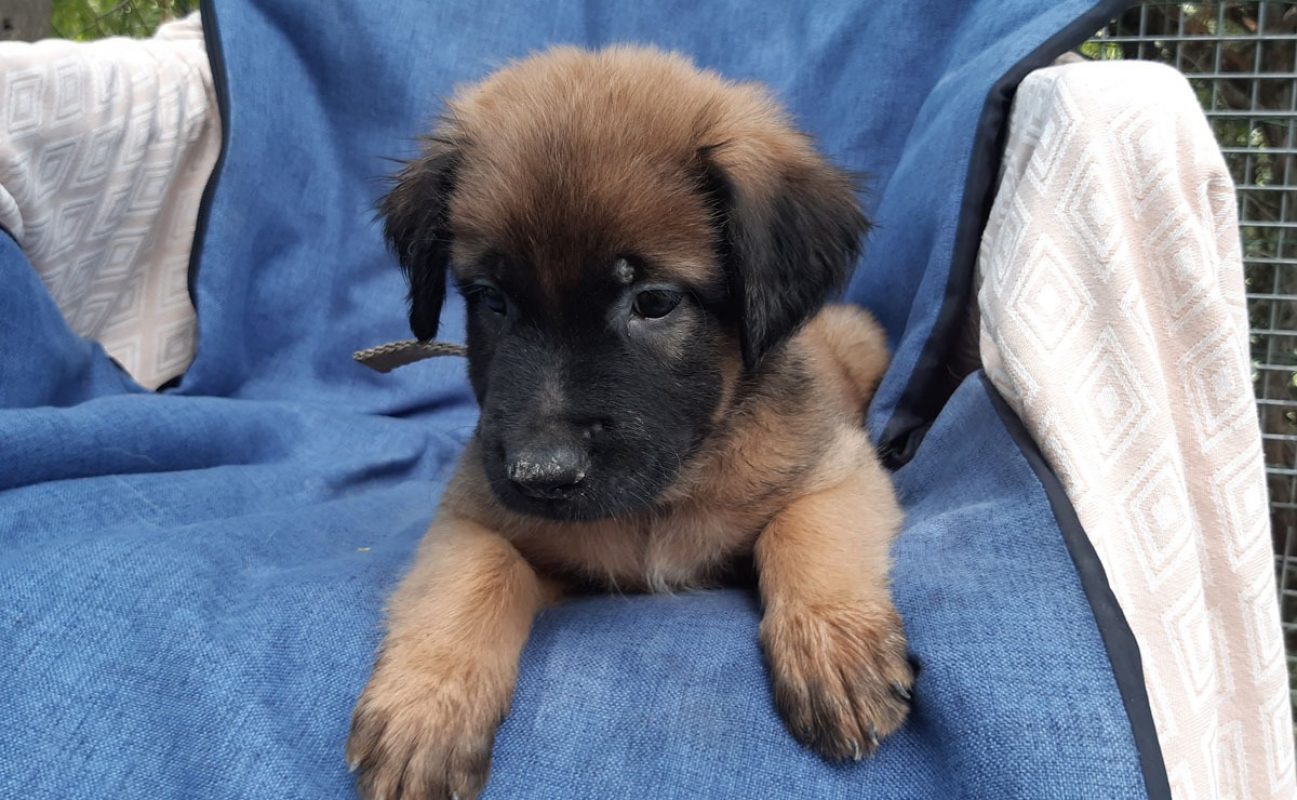 Verso - Chien Berger à adopter - photo 6