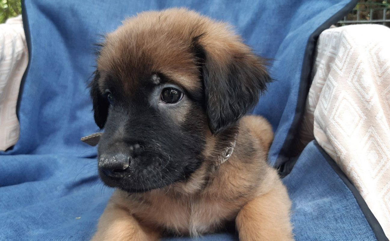 Verso - Chien Berger à adopter - photo 7