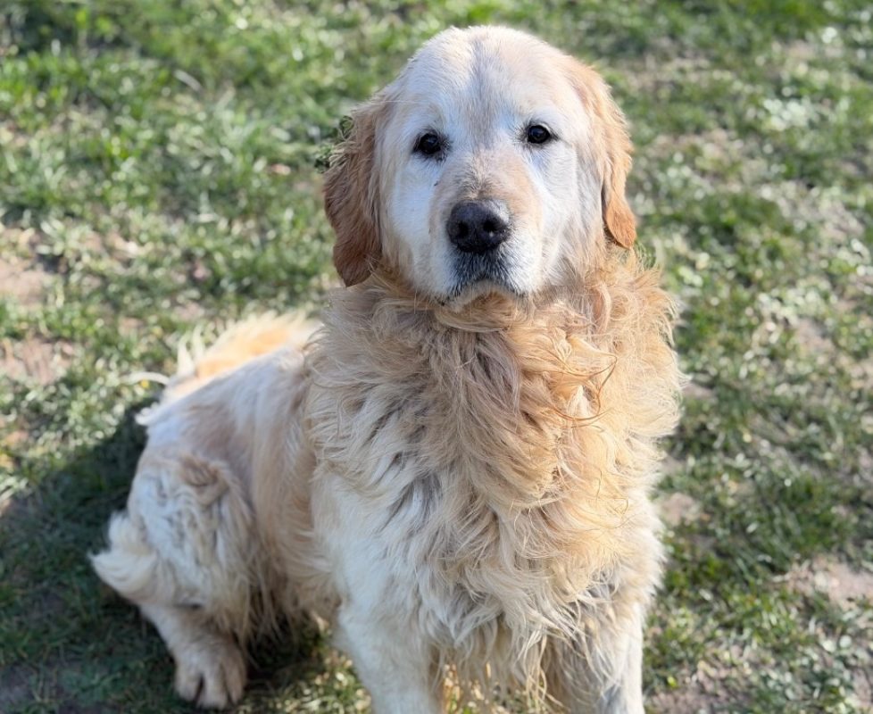 Pady - Chien à adopter