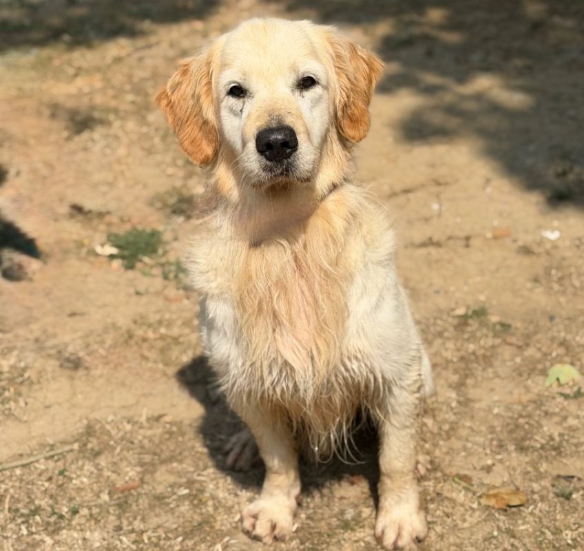 Pady - Chien à adopter