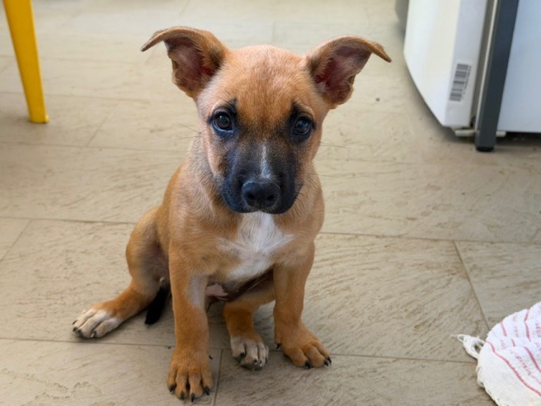 Becky - Chien Berger Belge Malinois à adopter