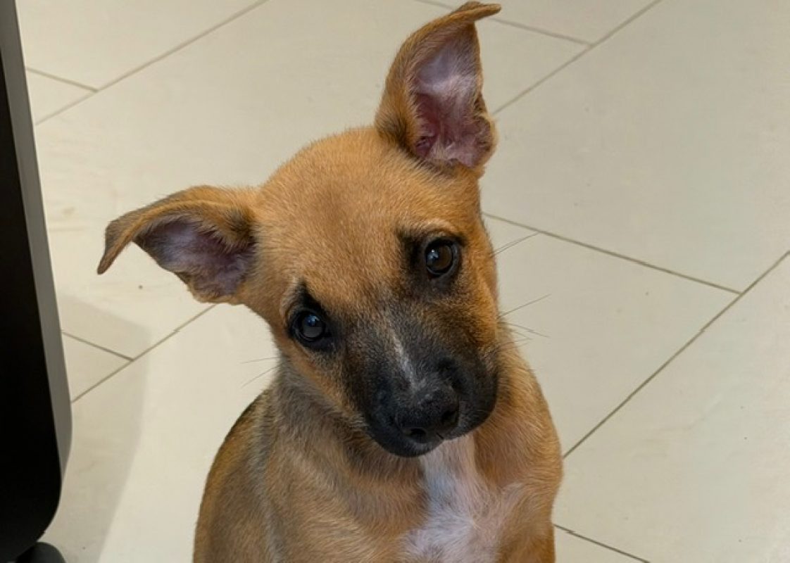 Becky - Chien Berger Belge Malinois à adopter - photo 2