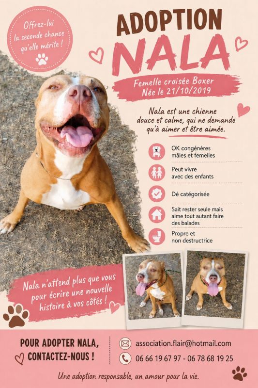 Nala - Chien Boxer à adopter