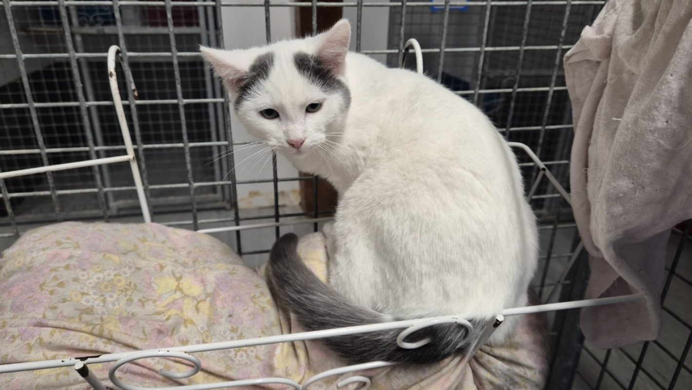 Roll - Chat Européen à adopter