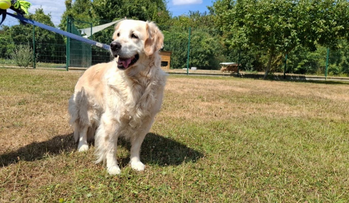 Chipie - Chien à adopter