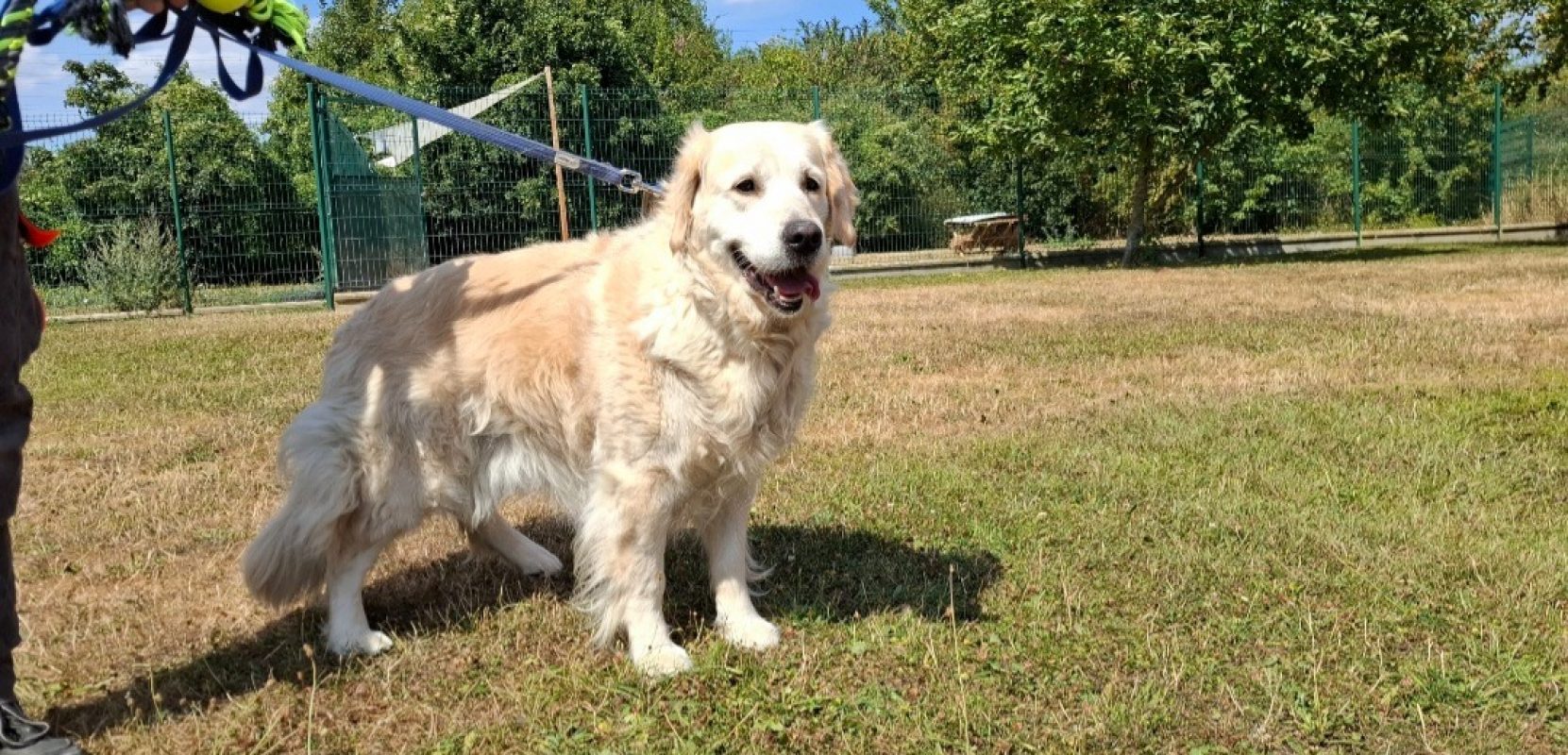 Chipie - Chien à adopter - photo 2