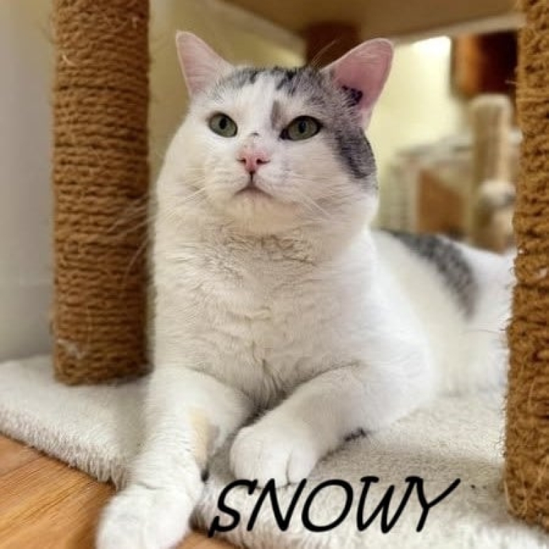 Photo de Snowy