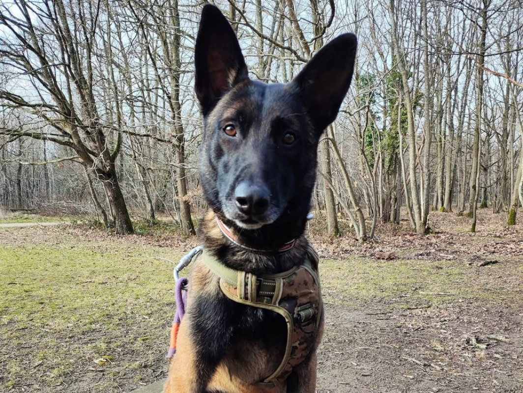 Ugo - Chien Berger Belge Malinois à adopter