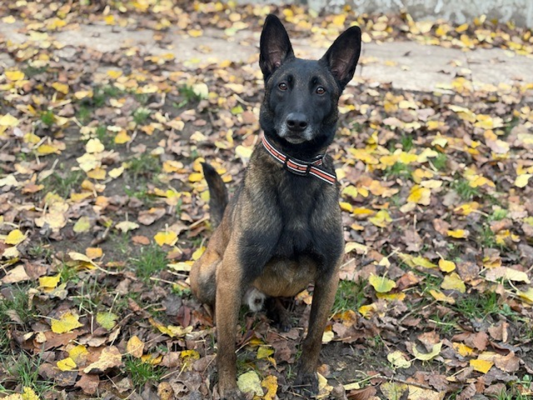 Ugo - Chien Berger Belge Malinois à adopter - photo 2