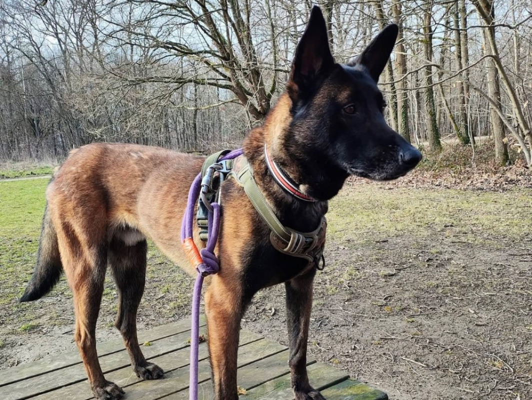 Ugo - Chien Berger Belge Malinois à adopter - photo 3