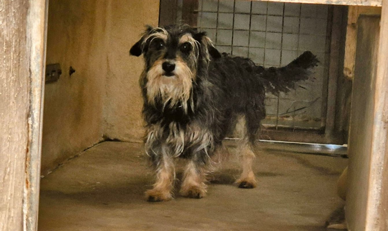 Teks - Chien à adopter