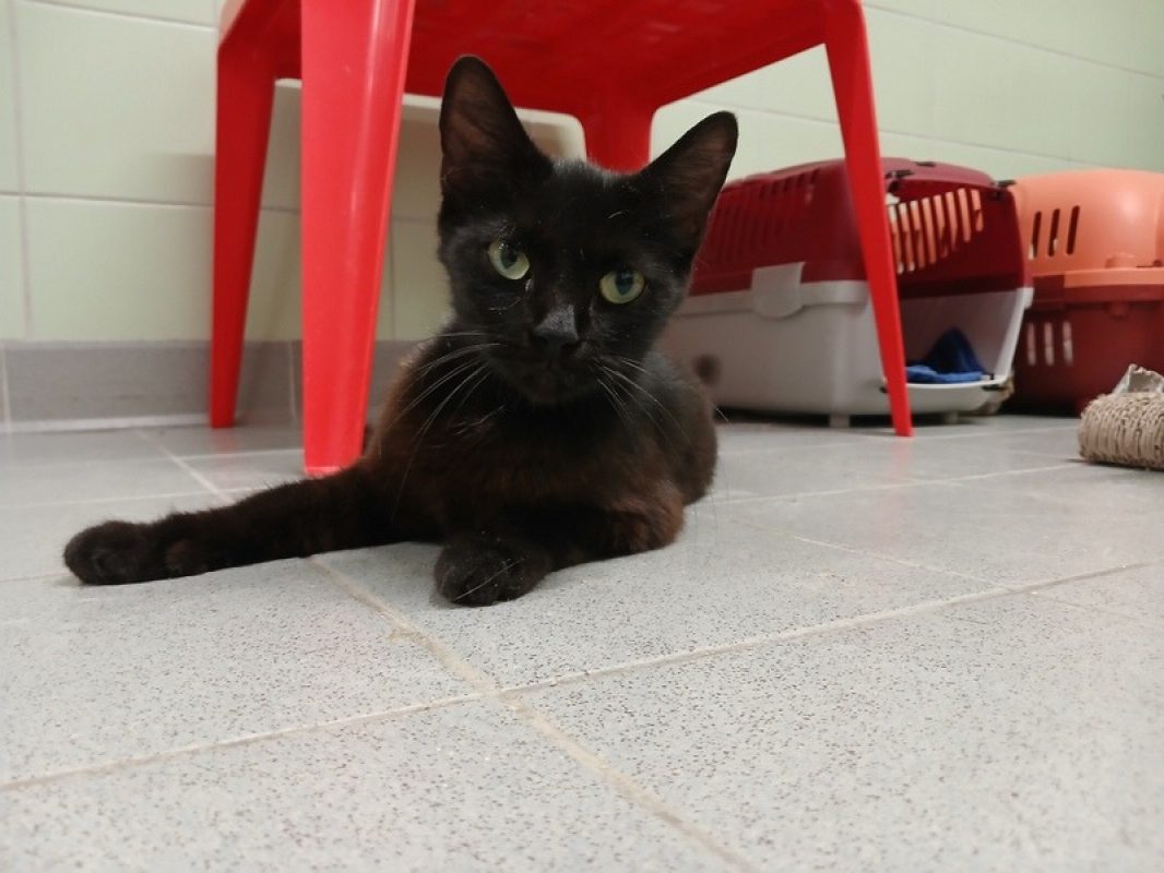 Nylune - Chat Européen à adopter