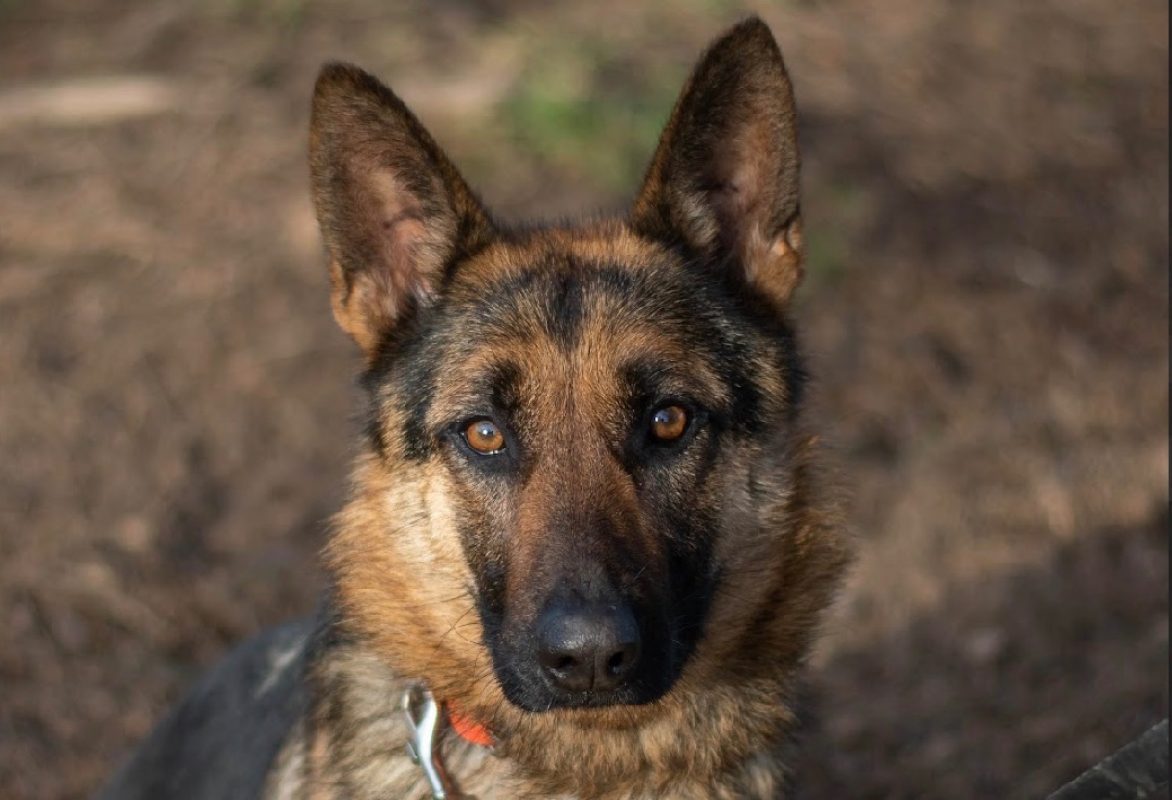 Dixy - Chien Berger Allemand à adopter