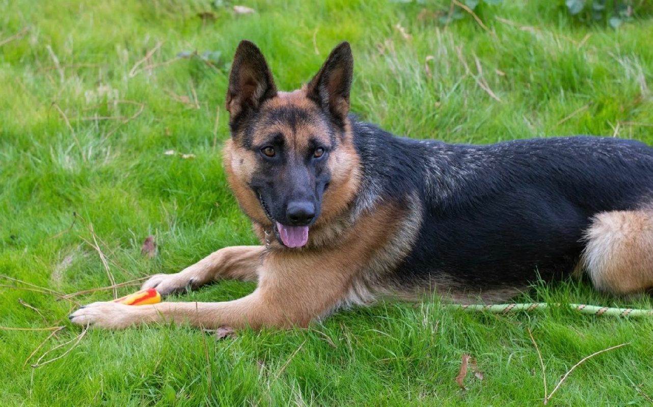 Dixy - Chien Berger Allemand à adopter - photo 2