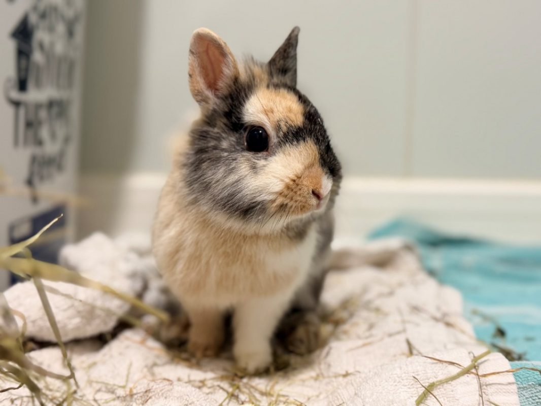 Gadjo - Rongeur Lapin à adopter