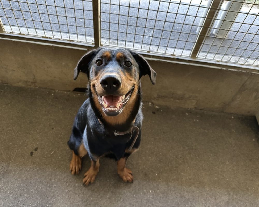 Mao - Chien à adopter