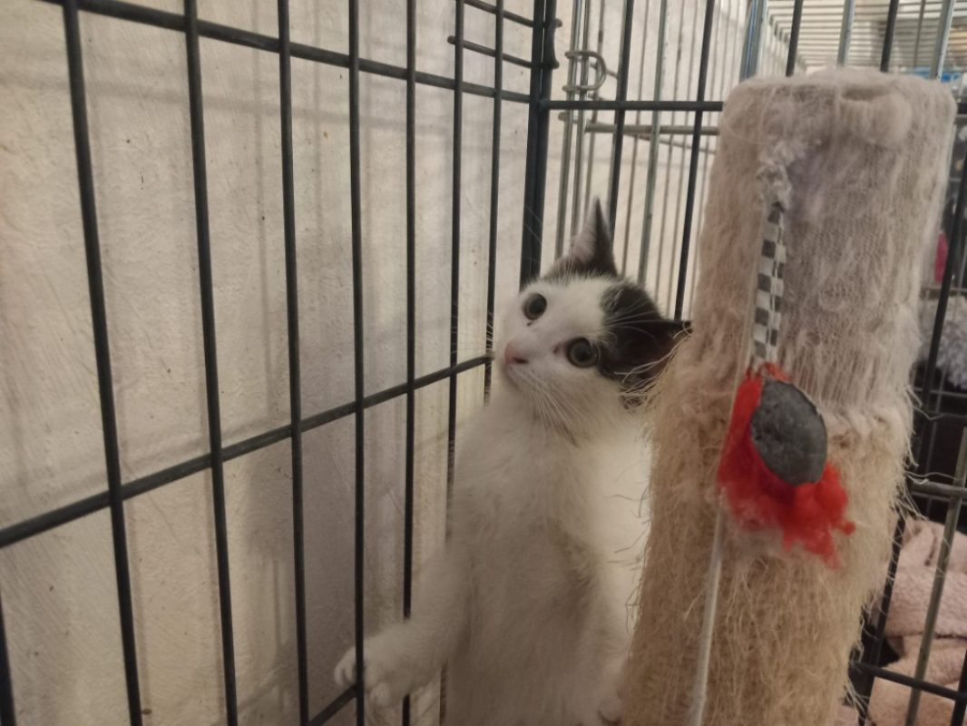 Barbie - Chat Européen à adopter