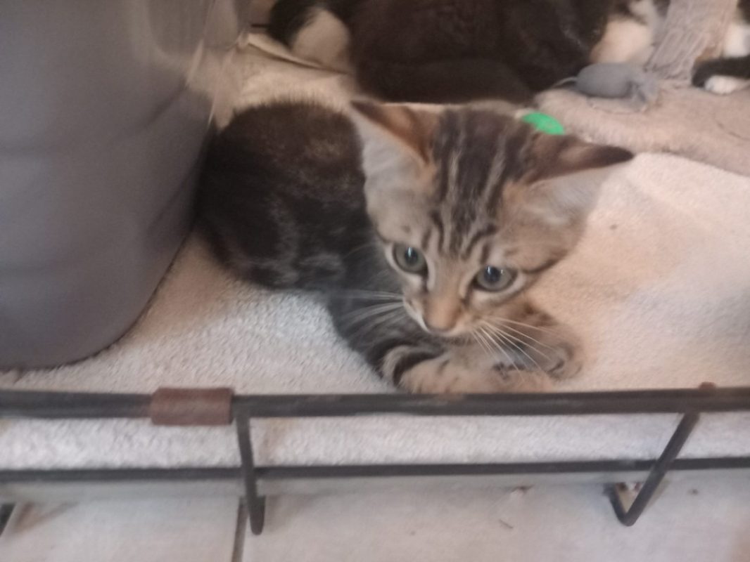 Bardock - Chat Européen à adopter
