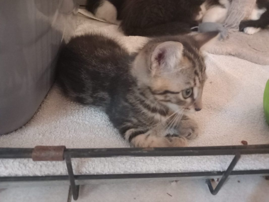 Bardock - Chat Européen à adopter - photo 2