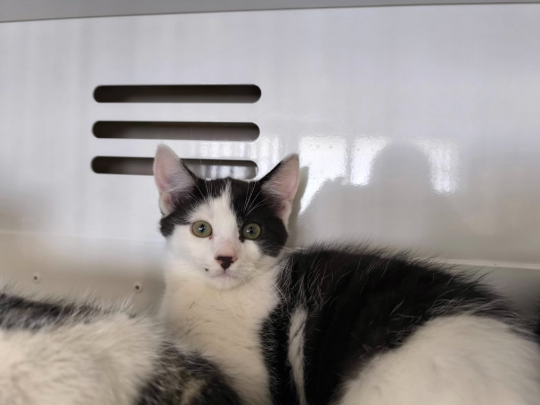 Dembélé - Chat Européen à adopter