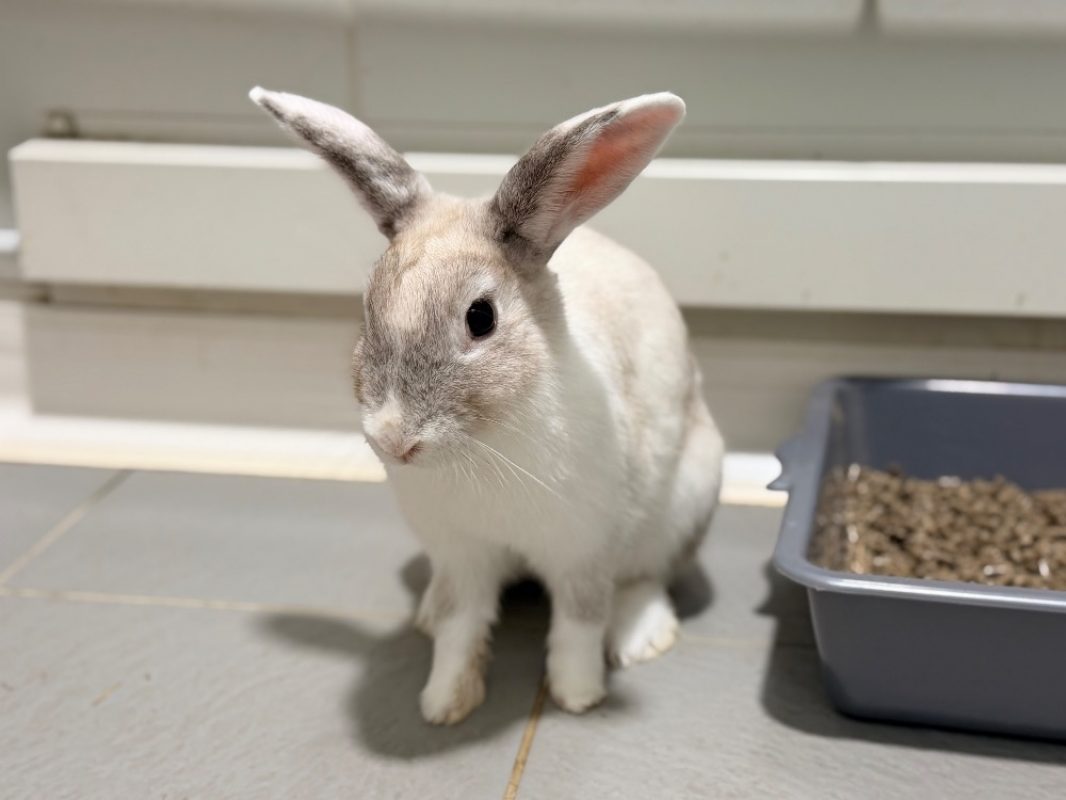 Nounours - Rongeur Lapin à adopter