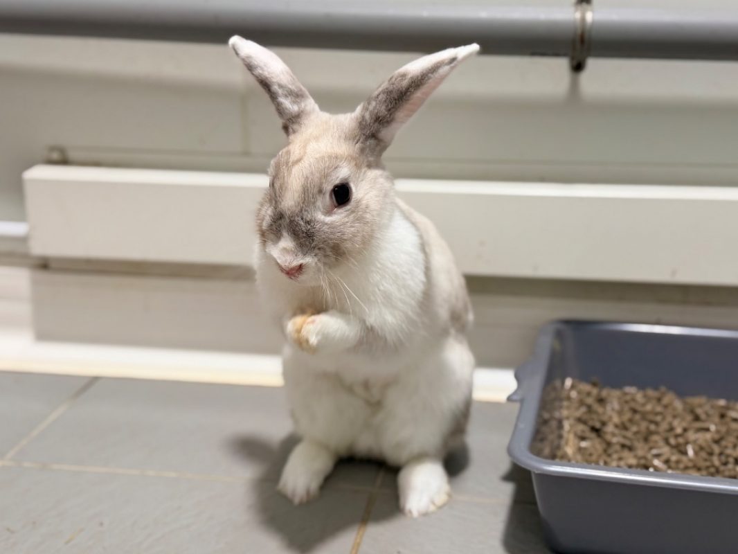 Nounours - Rongeur Lapin à adopter - photo 2