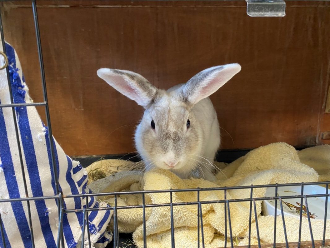 Nounours - Rongeur Lapin à adopter - photo 3
