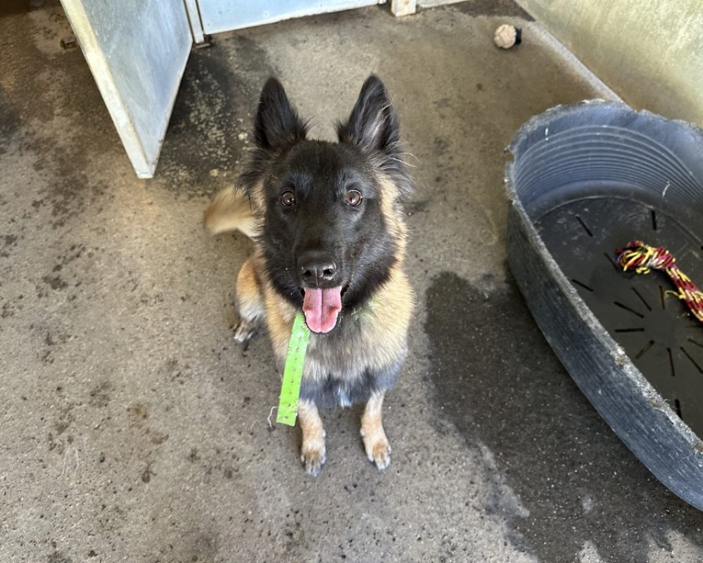 Armani - Chien Berger Belge Tervueren à adopter