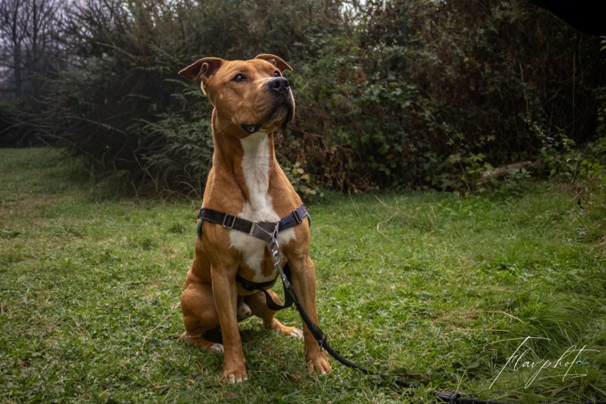 Vador - Chien à adopter - photo 2