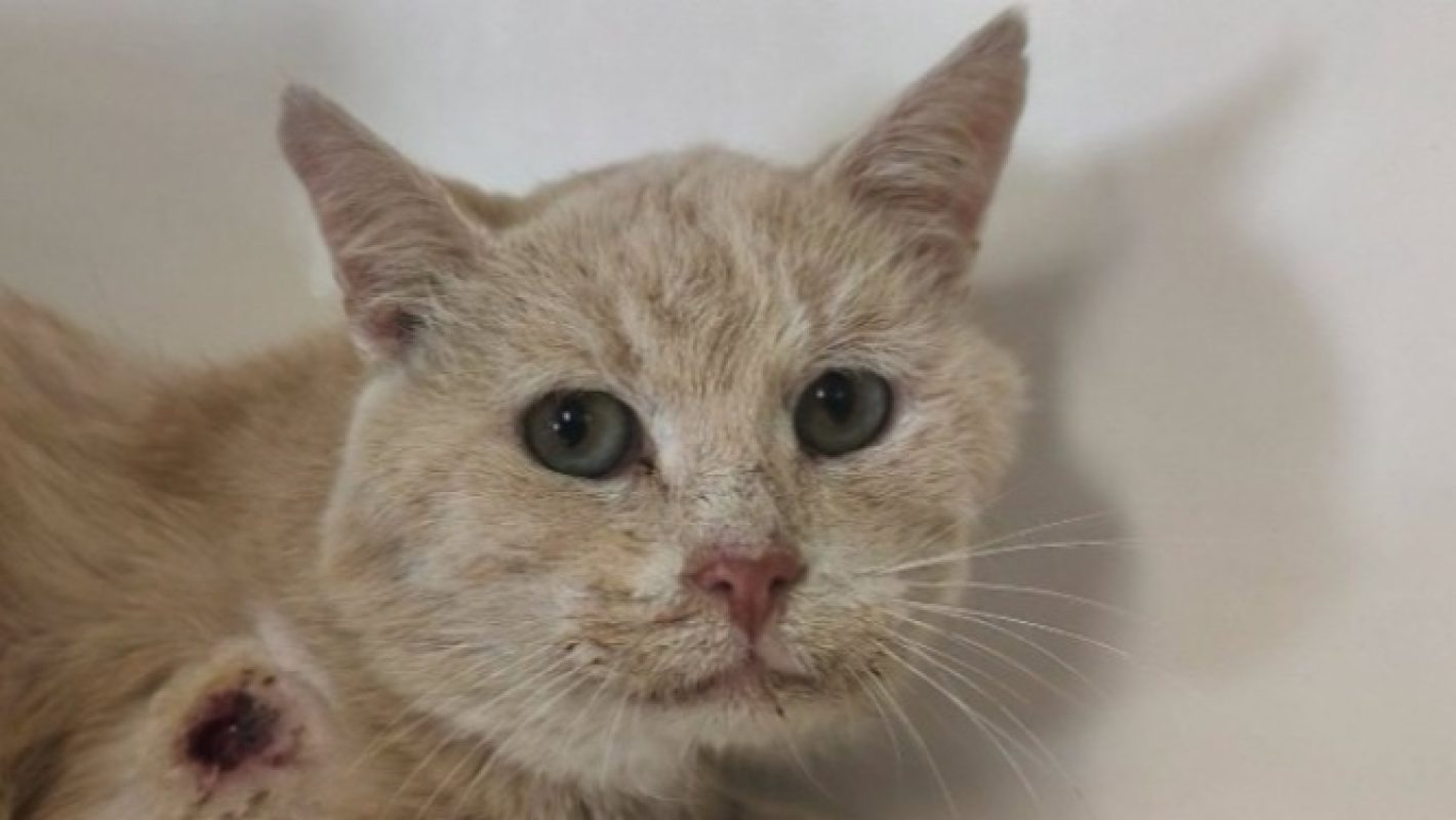 Rouminou - Chat Européen à adopter