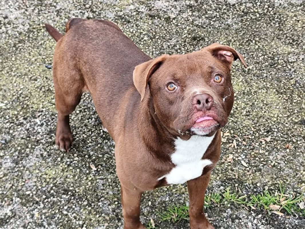 Ben - Chien Berger à adopter