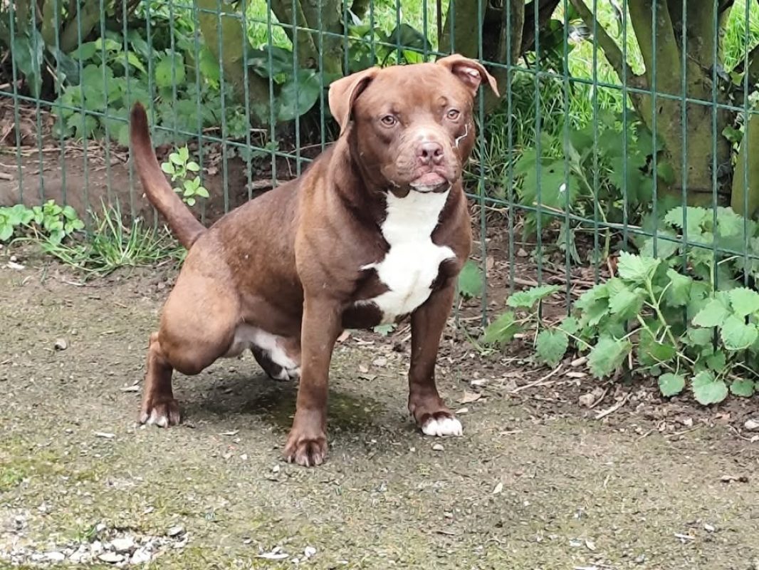 Ben - Chien Berger à adopter - photo 3