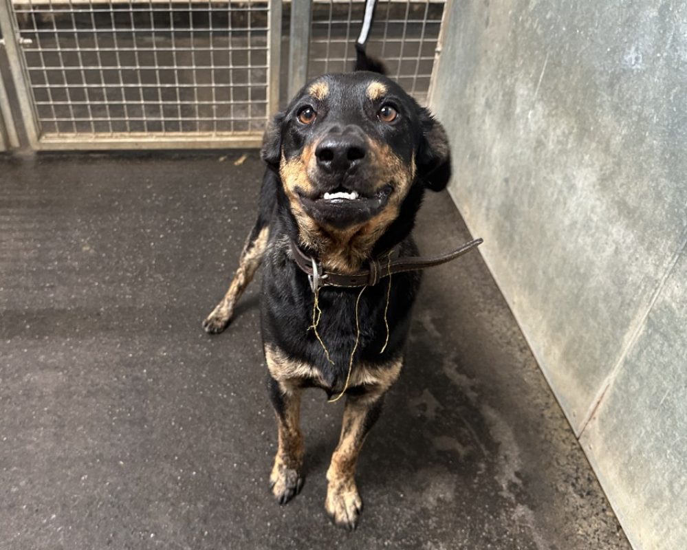 Baron - Chien à adopter
